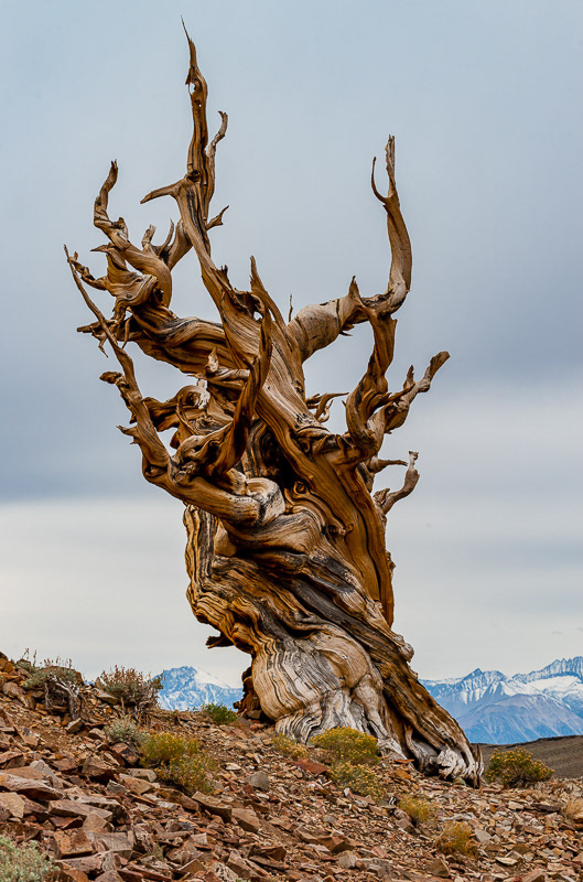Lone Bristlecone Pine tree along Discovery Trail in Ancient Bristlecone Pine Forest, Inyo County, California, USA