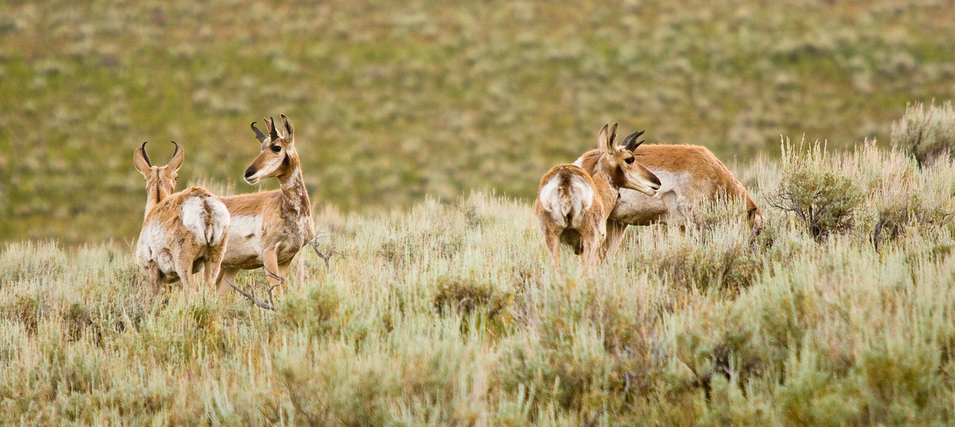 A group of Pronghorn Antelope keep watch in Yellowstone National Park's Lamar Valley.