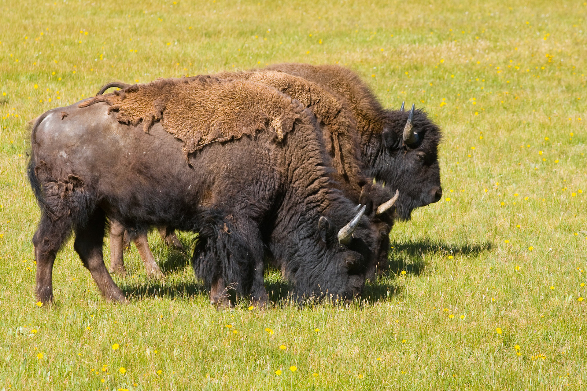 Three bison graze on the plains in Yellowstone National Park.