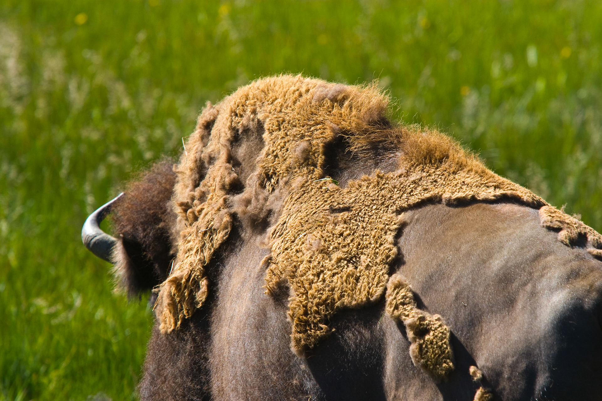 A bison in the process of shedding it's winter coat strolls through a field in Yellowstone National Park.