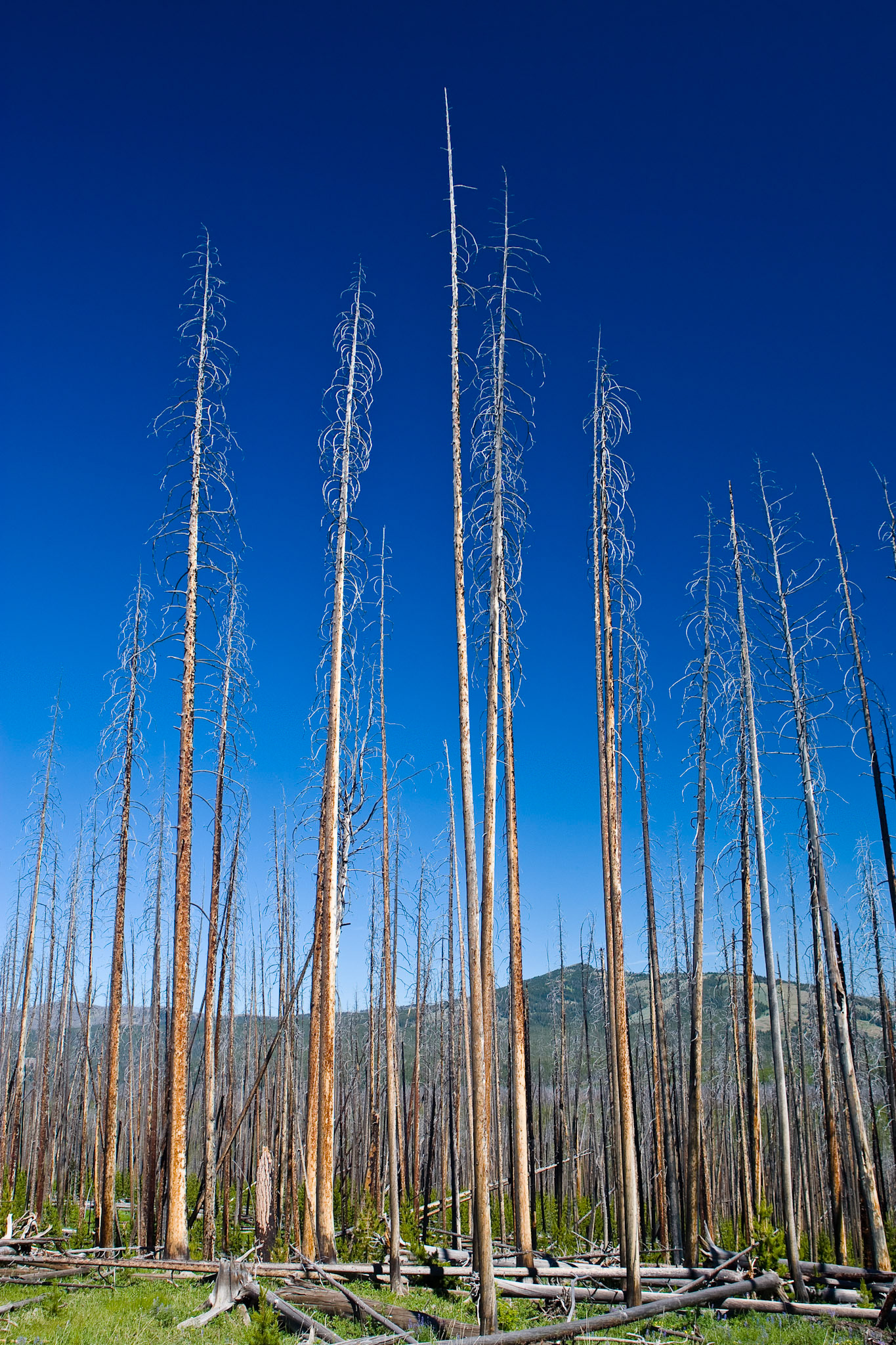 Burned lodgepole pine trees stand above new pine growth in Yellowstone National Park.