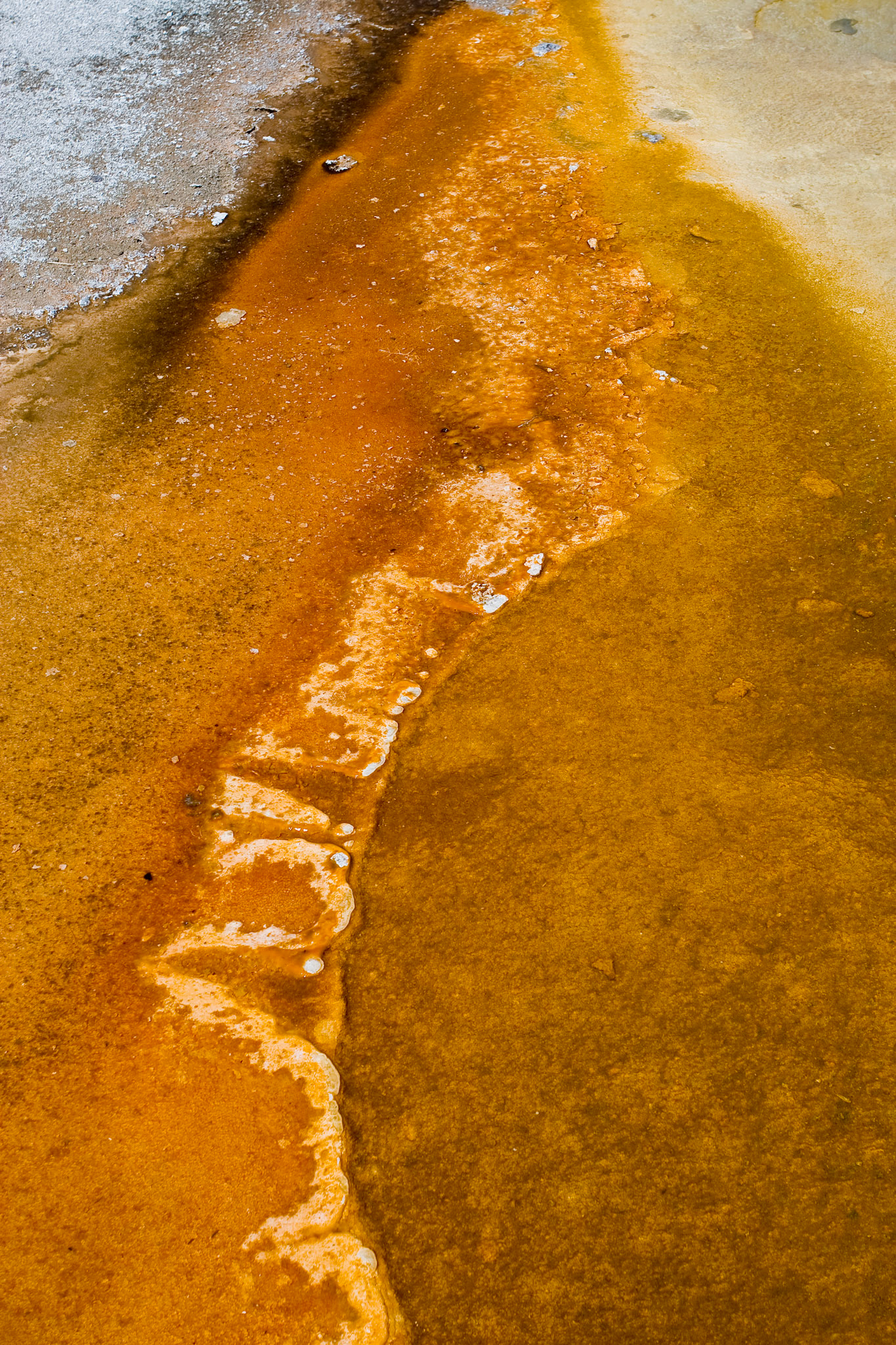 Colorful thermophiles form beautiful abstract patterns around the perimeter of Crested Pool in the Upper Geyser Basin.