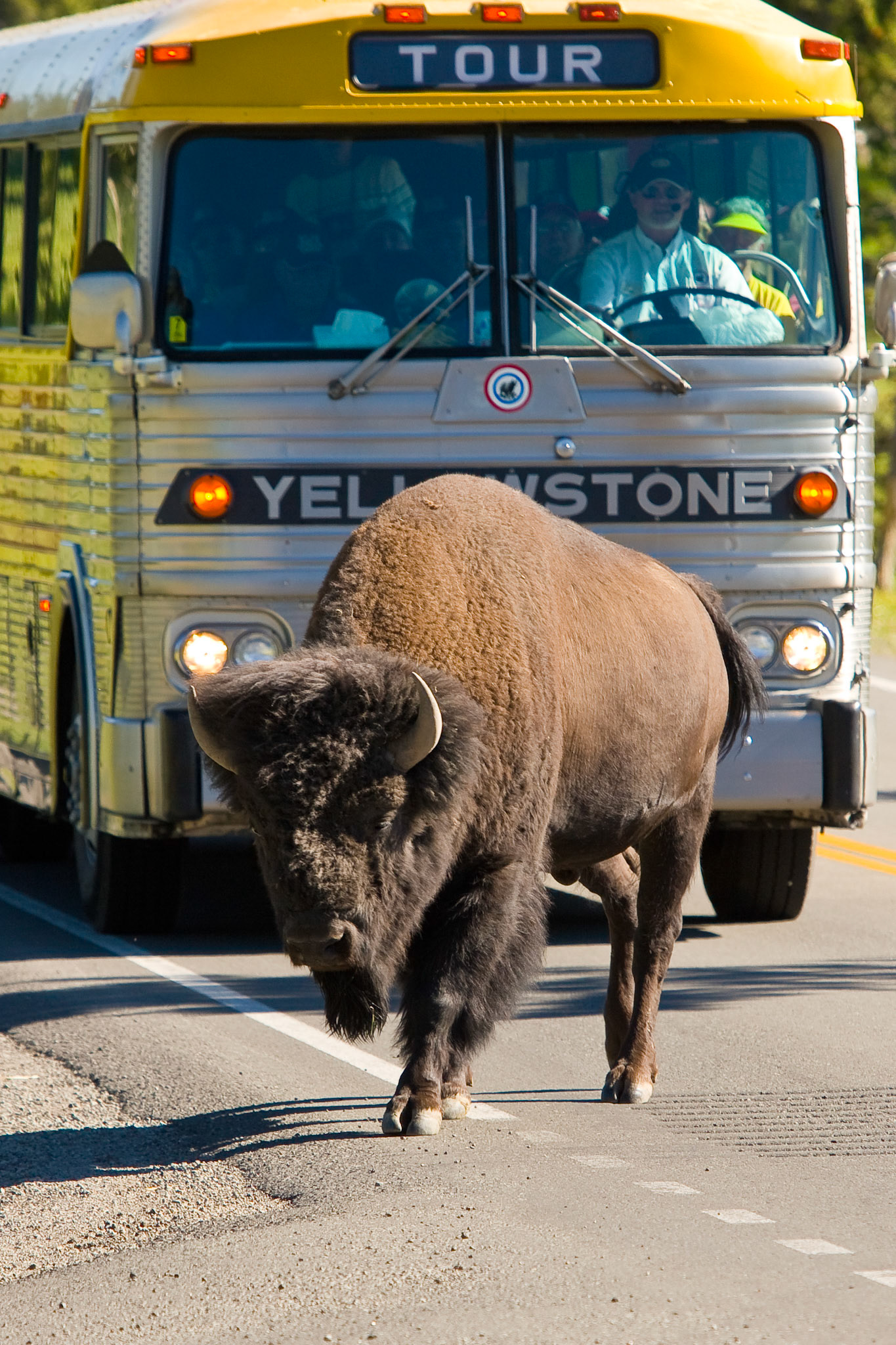 Bison frequently interrupt the flow of traffic on the roads in Yellowstone National Park.