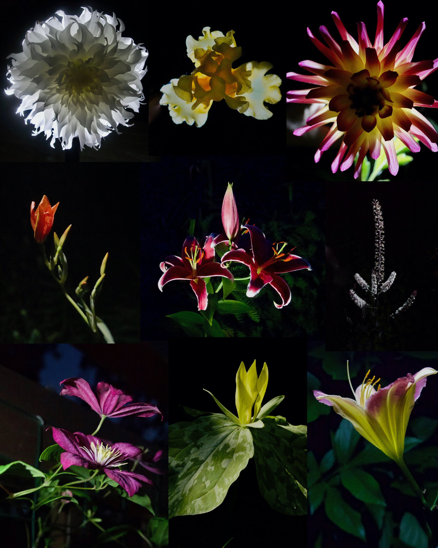 Night Garden
