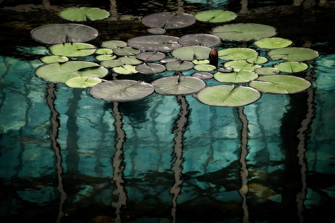 Lily Reflections