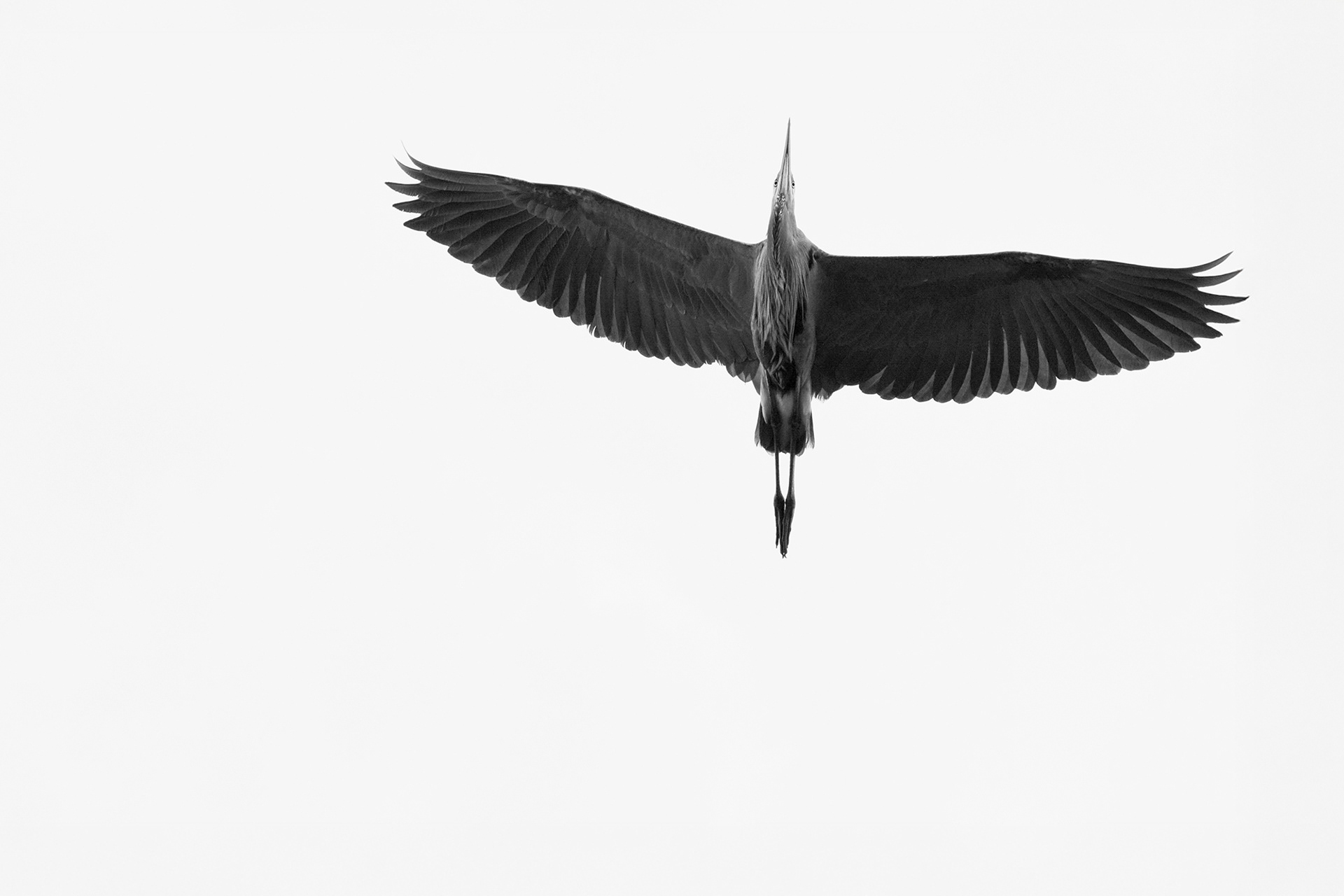 Ascent