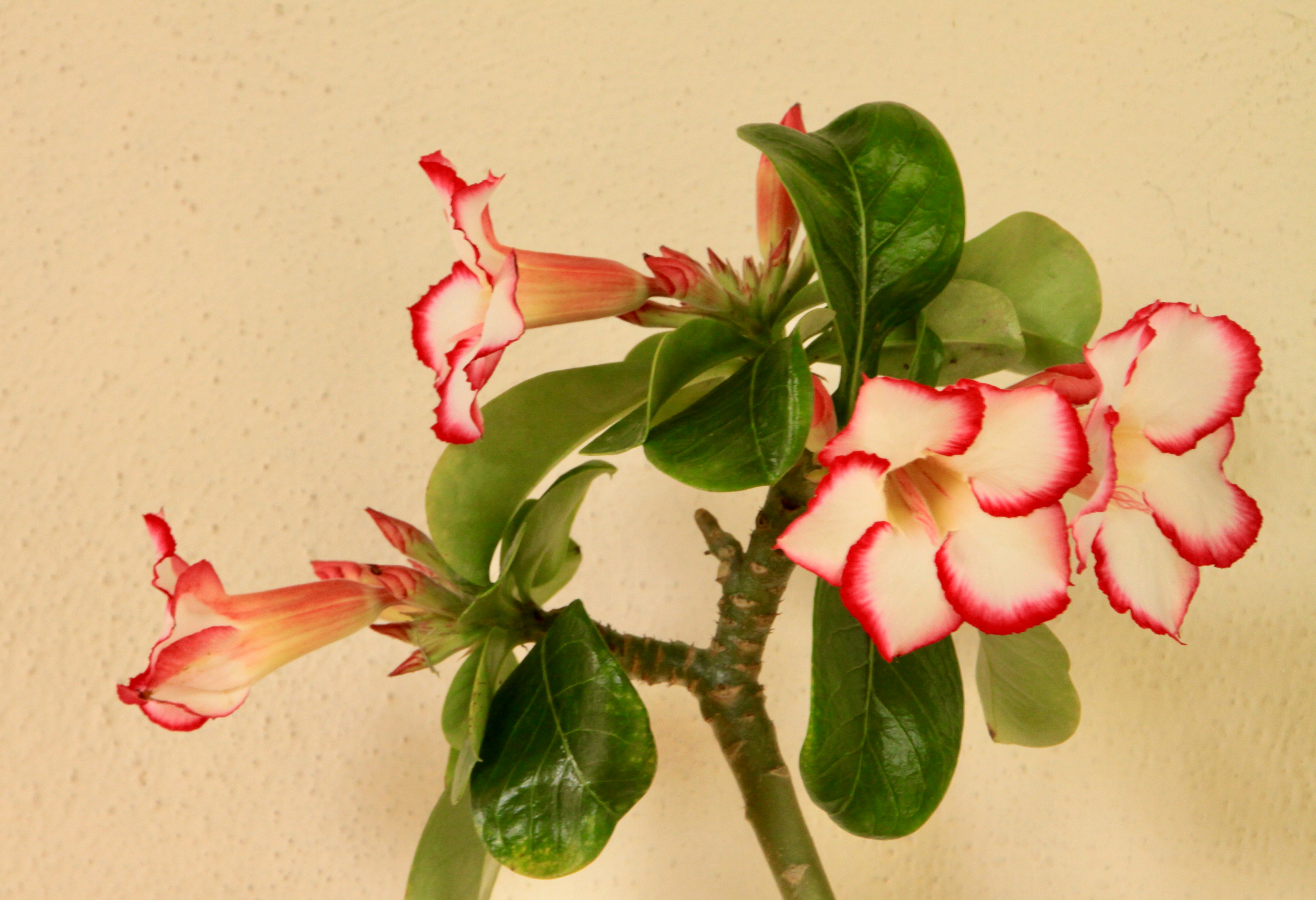 Desert Rose