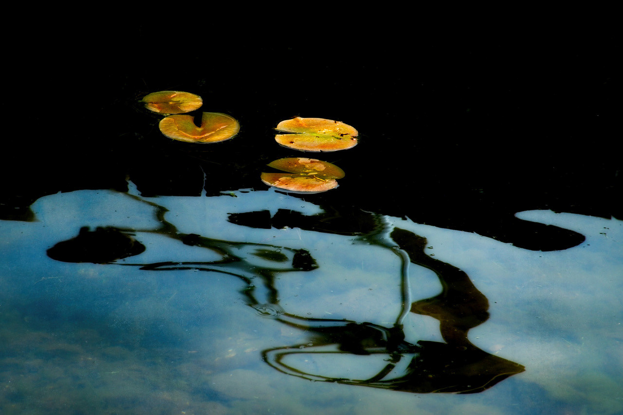 Fall Lilies