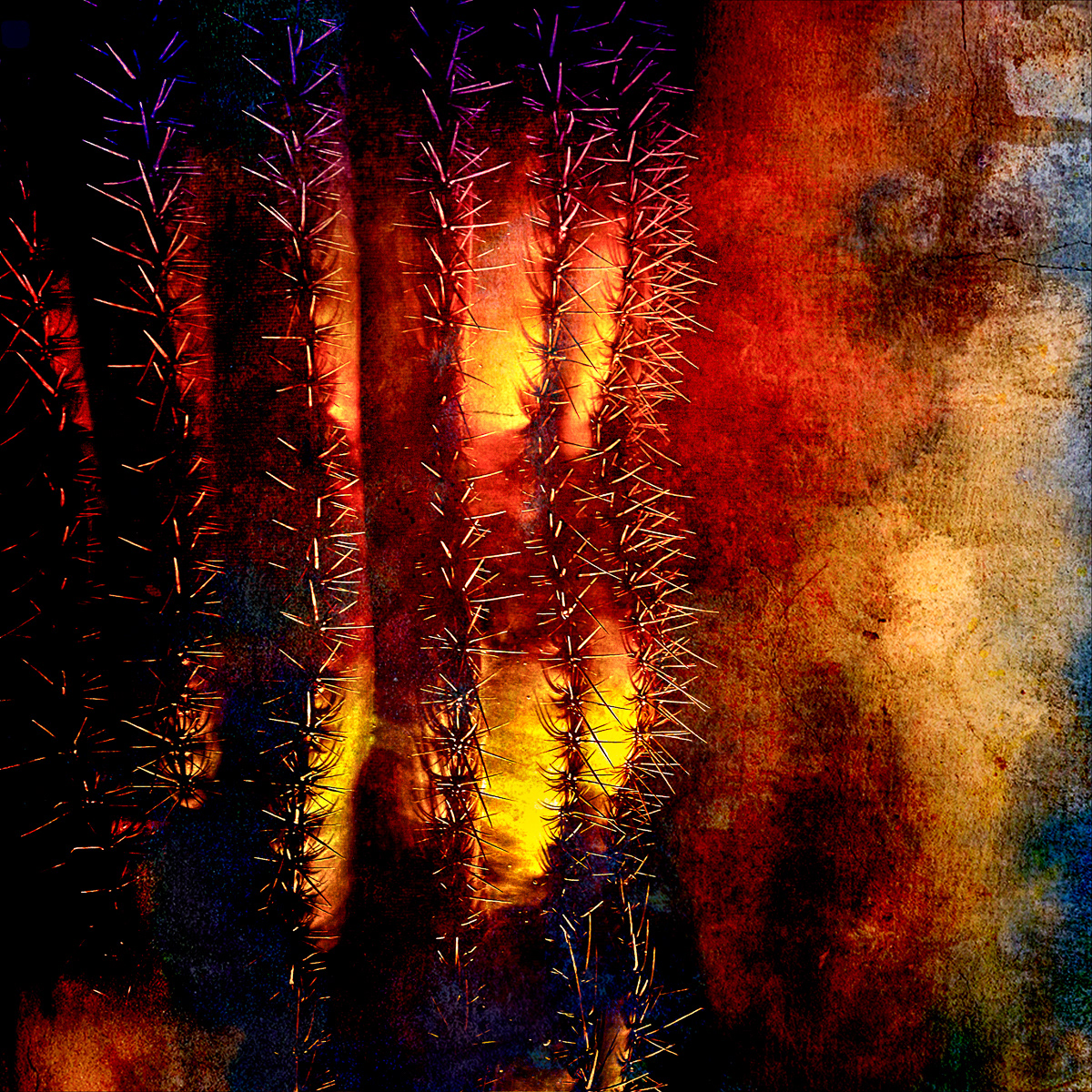 Carnegia Gargantua/ The Saguaro-