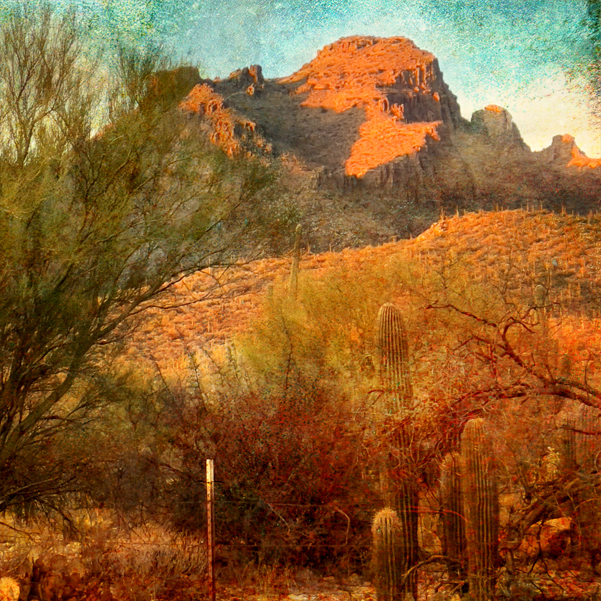 Centenarians_The Sonoran Deseret