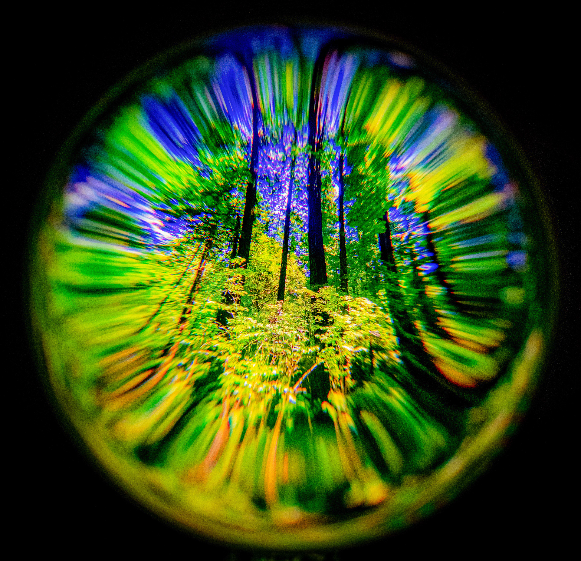 Echoes in the Canopy