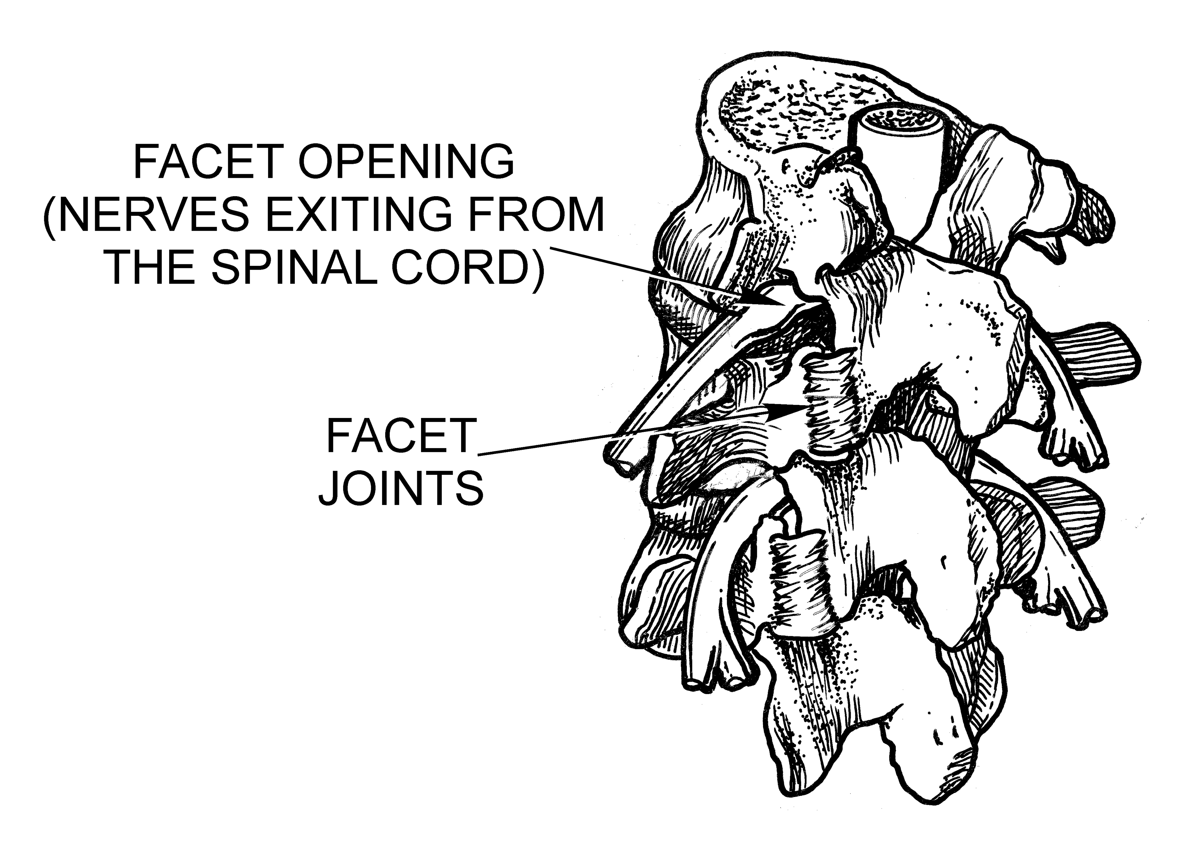 Spinal Anatomy and pathologies