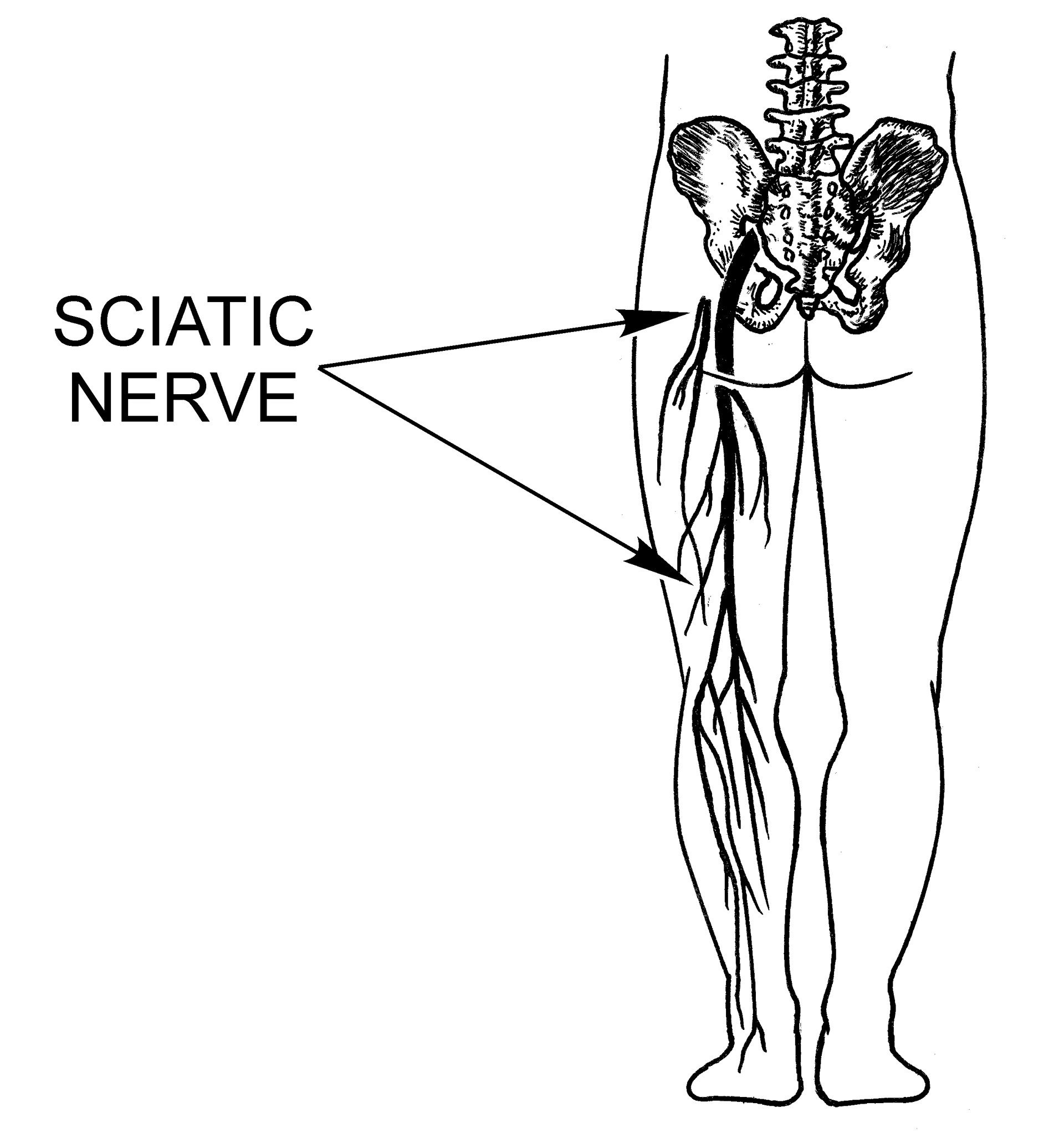 Spinal Anatomy and pathologies