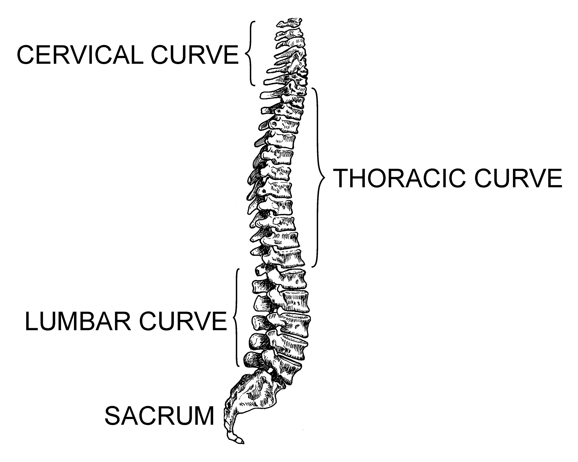 Spinal Anatomy and pathologies