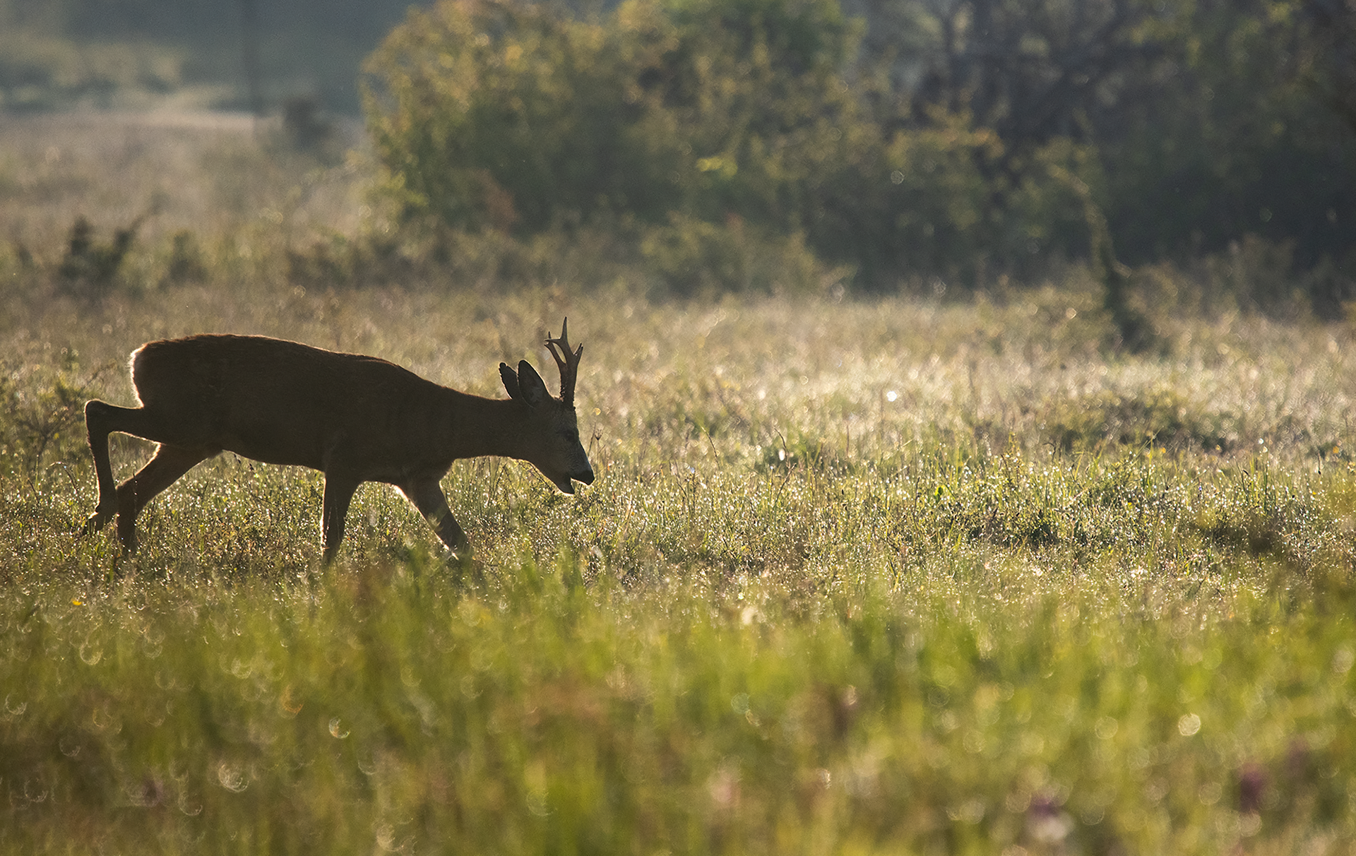 Roe deer / Rådjur - June 2022