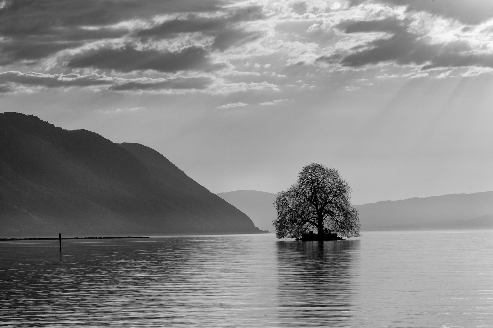 The Lonely Tree, Lac Léman - From Switzerland overlooking France.