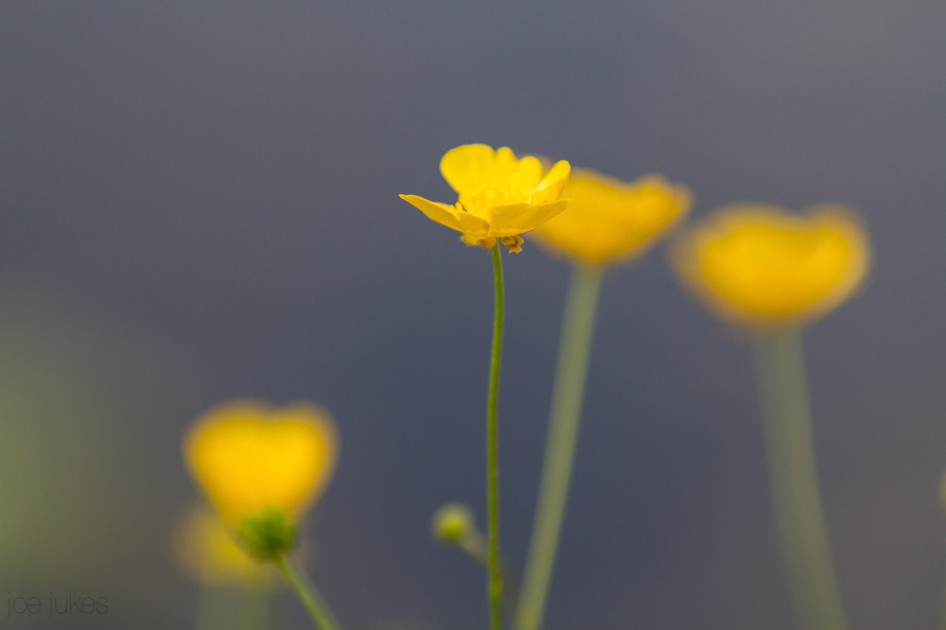 What’s up, Buttercup? 