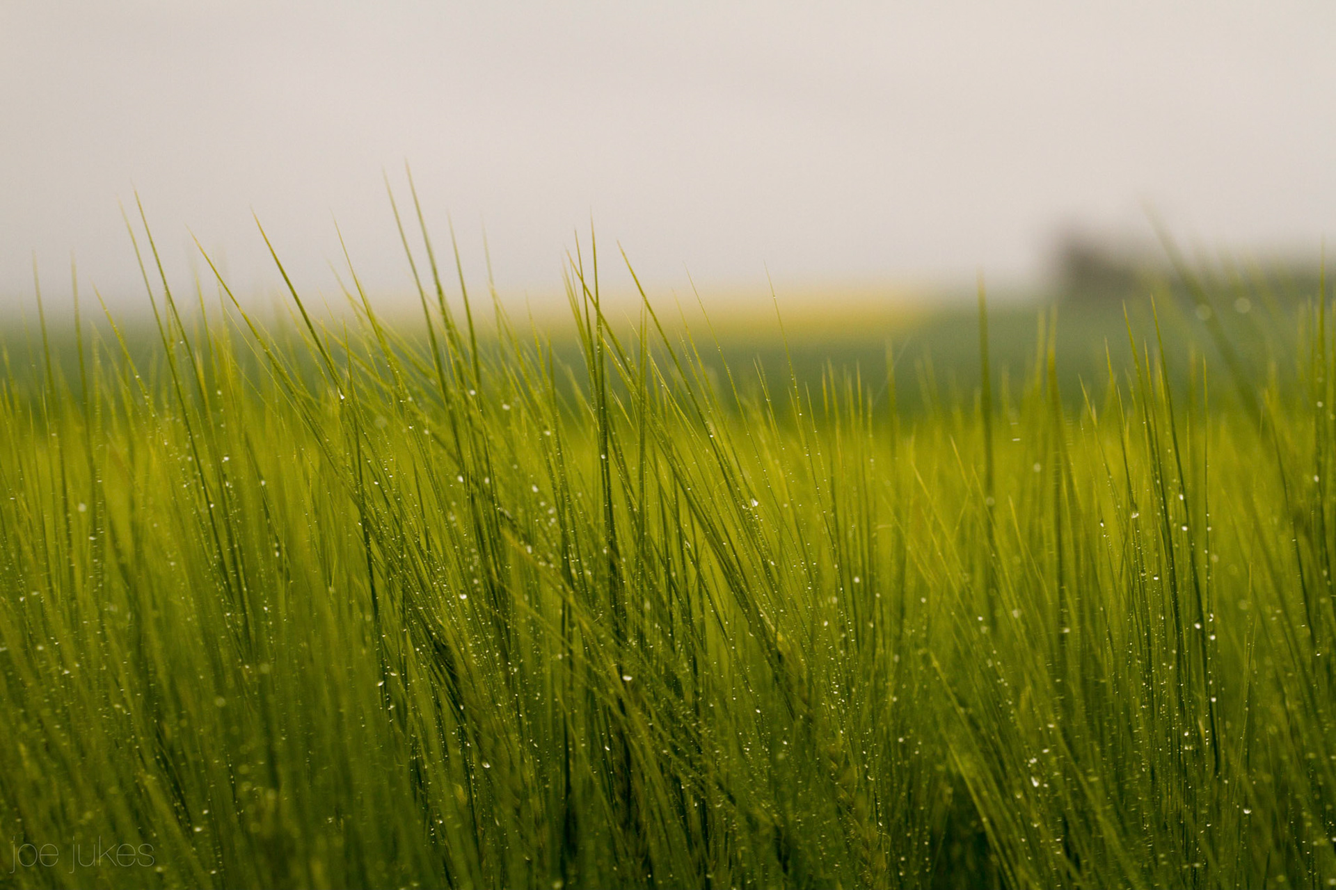 Morning Dew, Somewhere in the French countryside