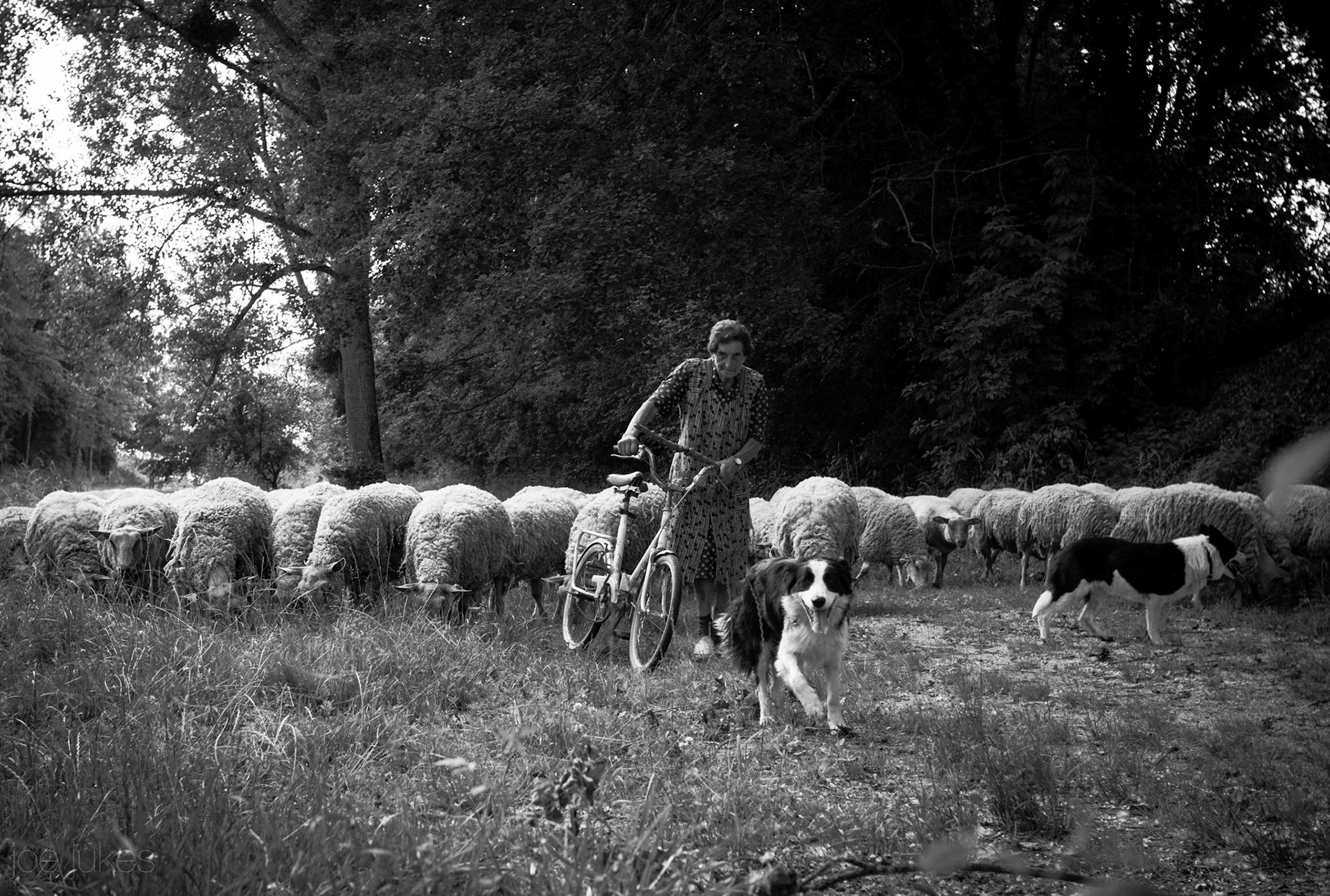 Little Bo Peep - Champagne, France