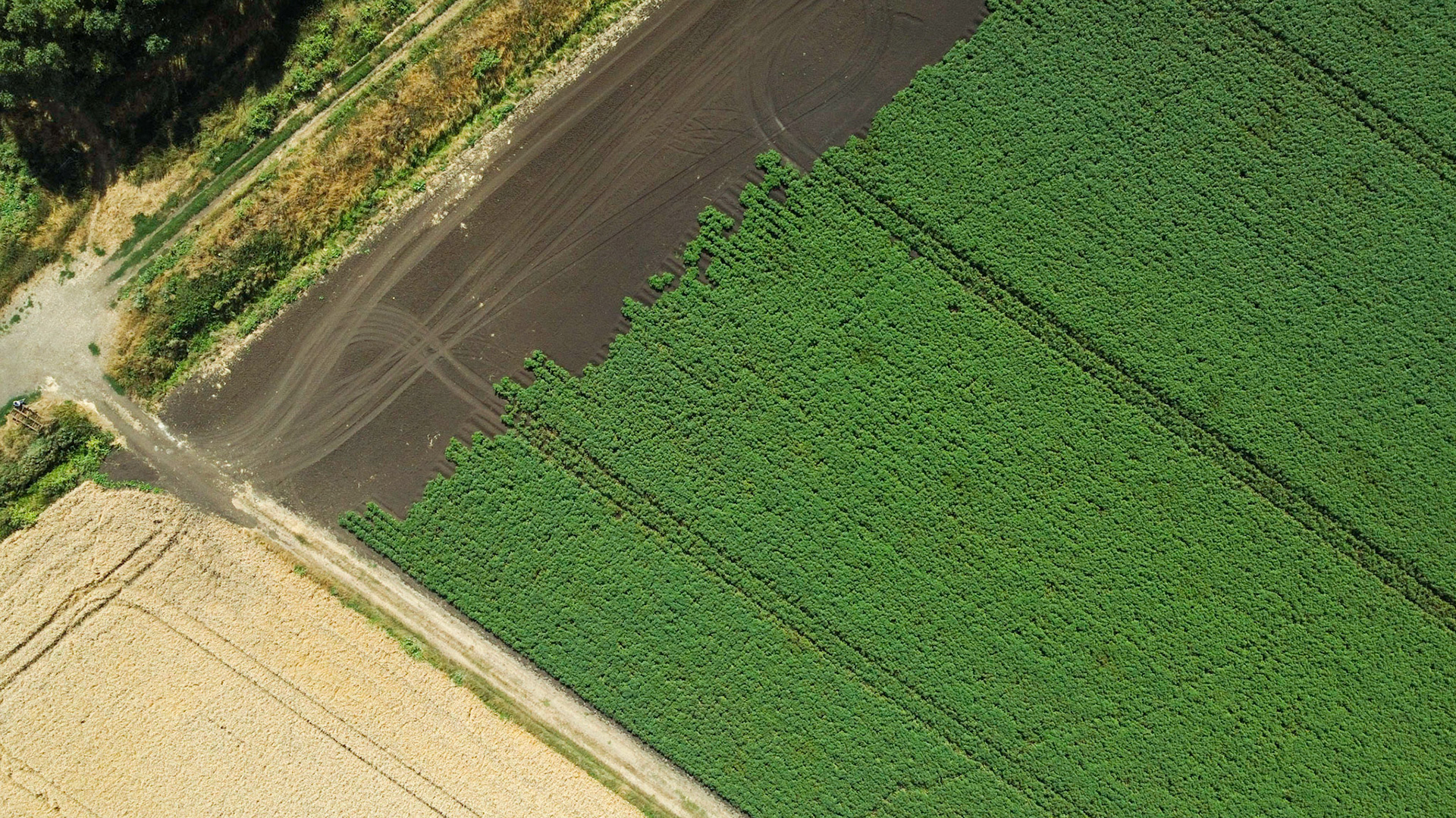 Field on the Fens