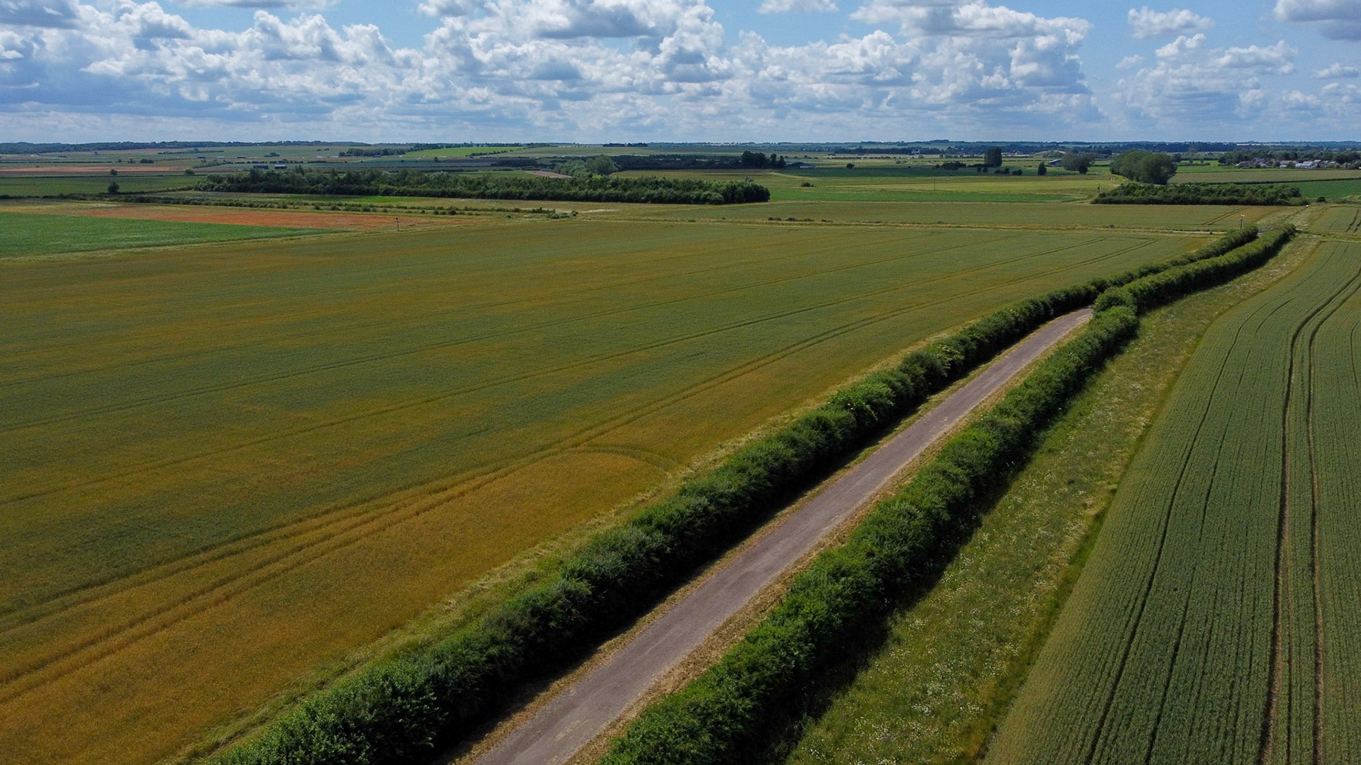 Ripening Crops