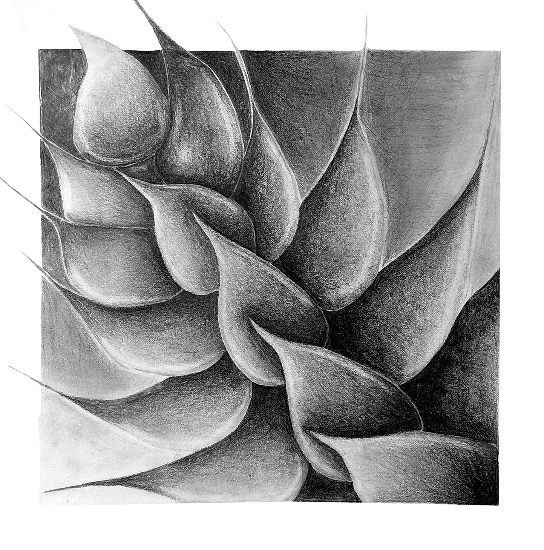 Succulent Plant - Graphite on paper (shading & blending technique)