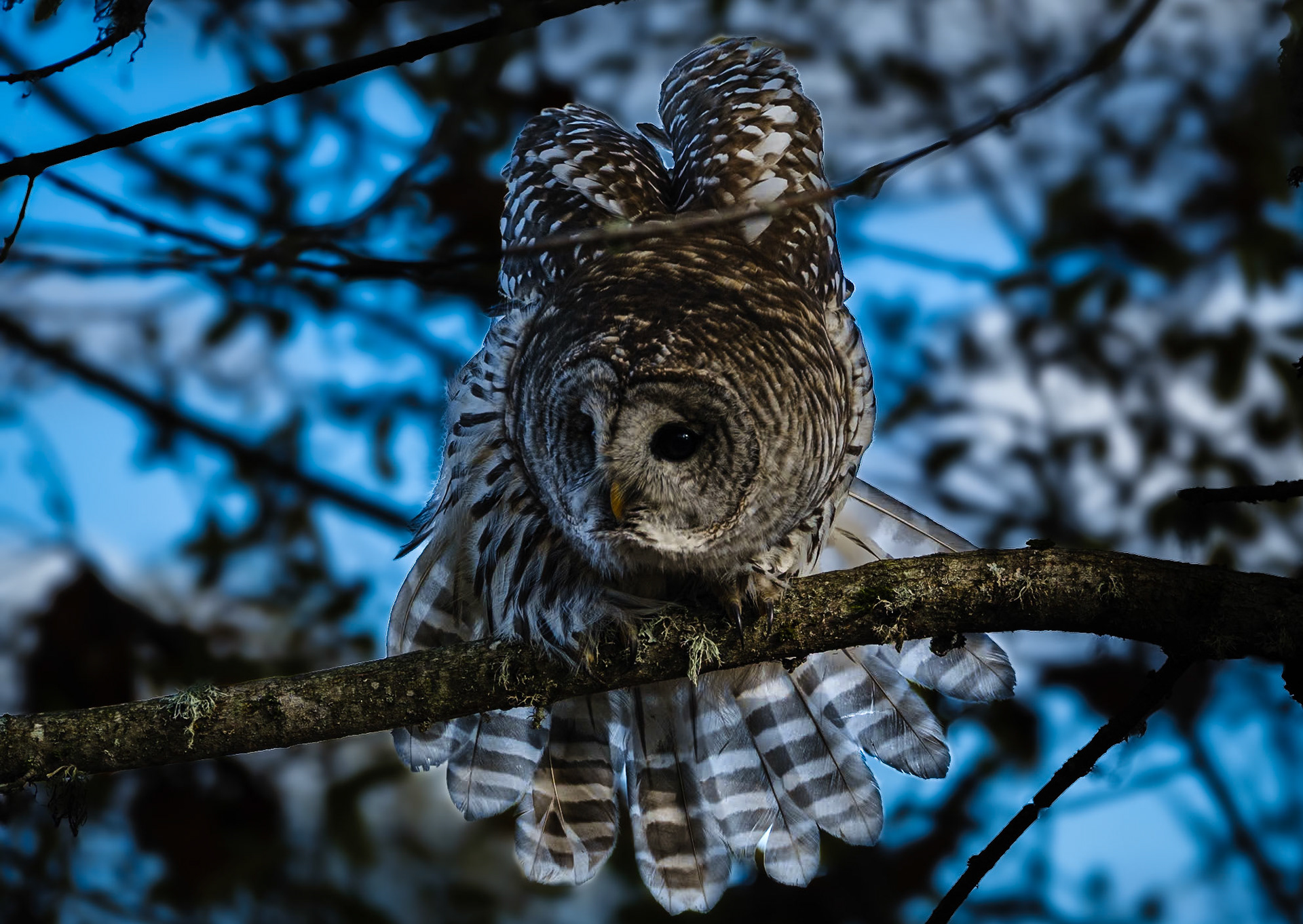 Barred Owl
