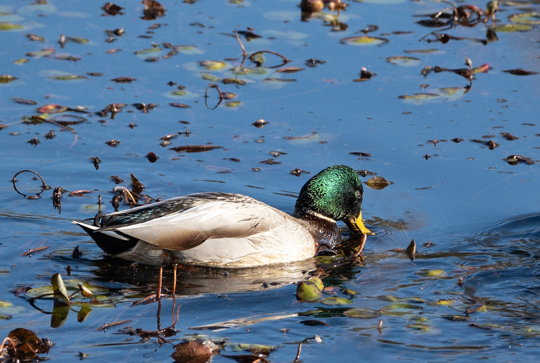 Mallard