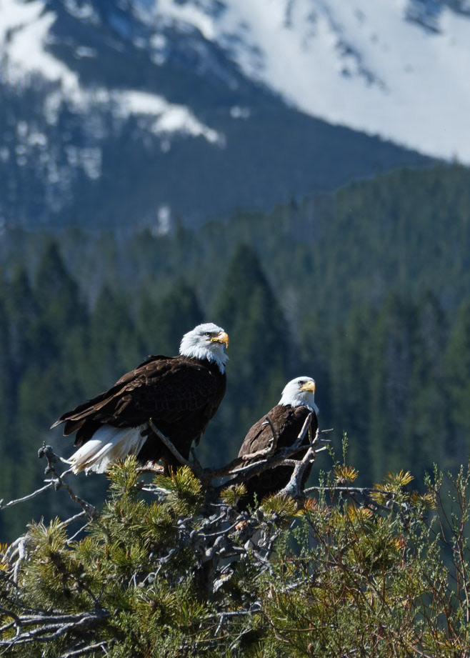 Bald Eagle