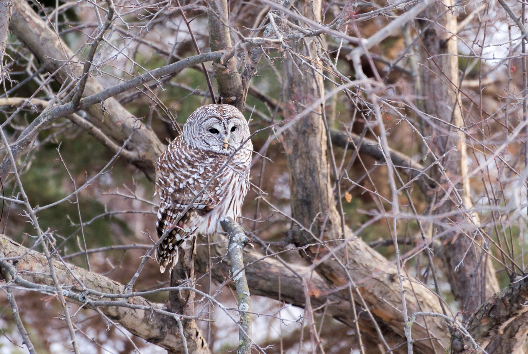 Barred Owl