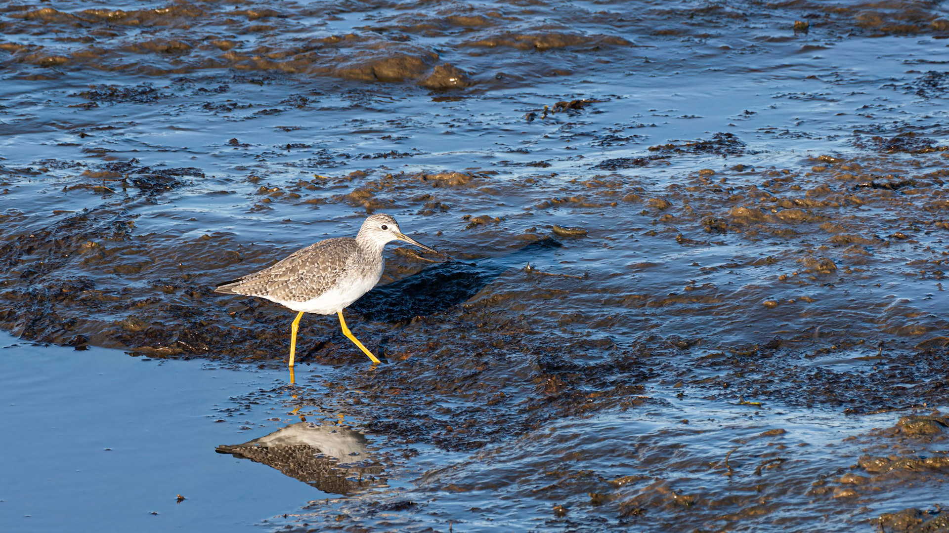 Lesser Yellowlegs