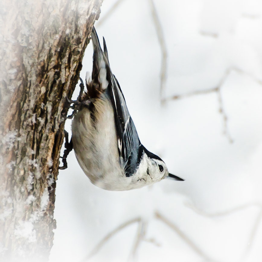 Nuthatch