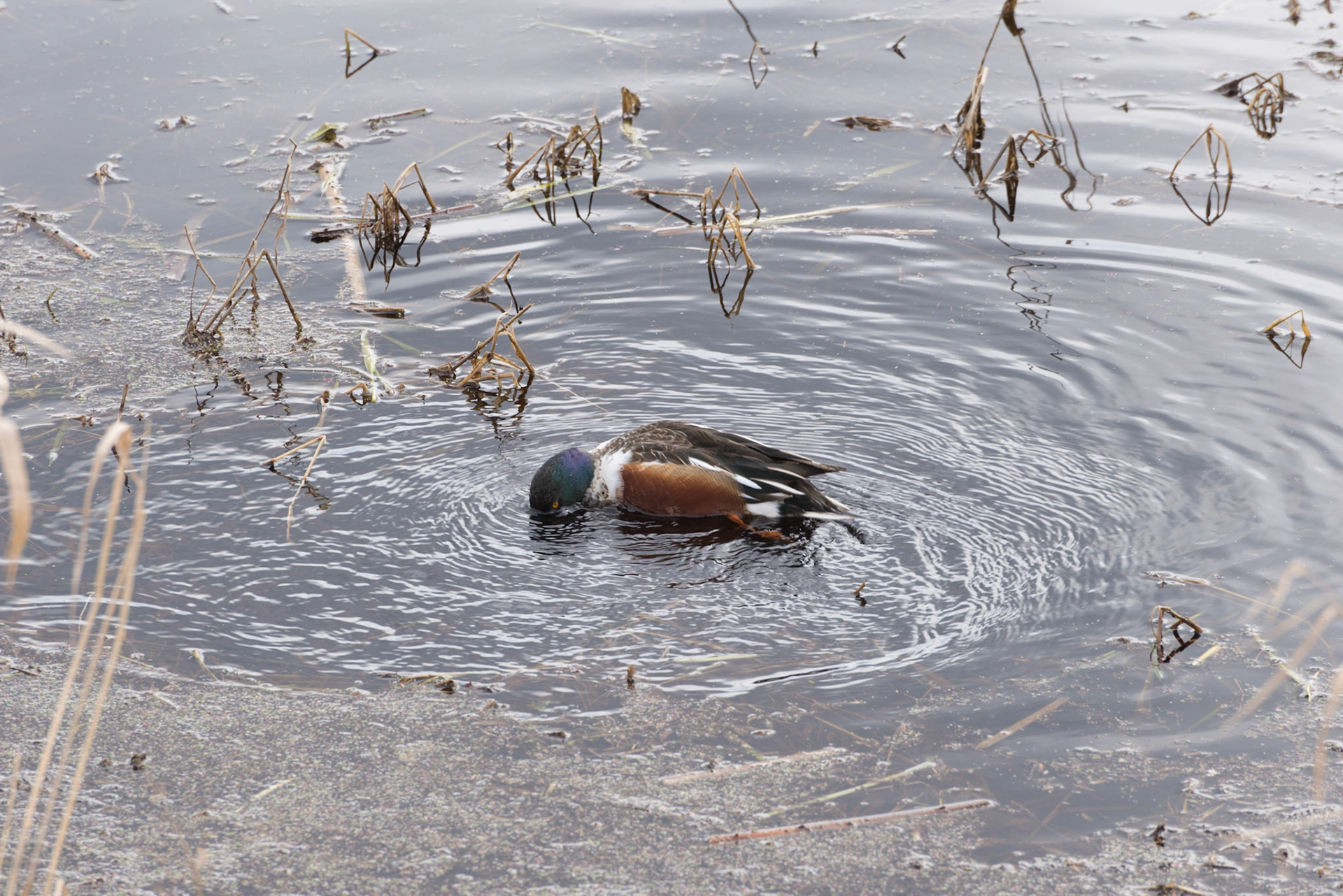 Northern Shoveler