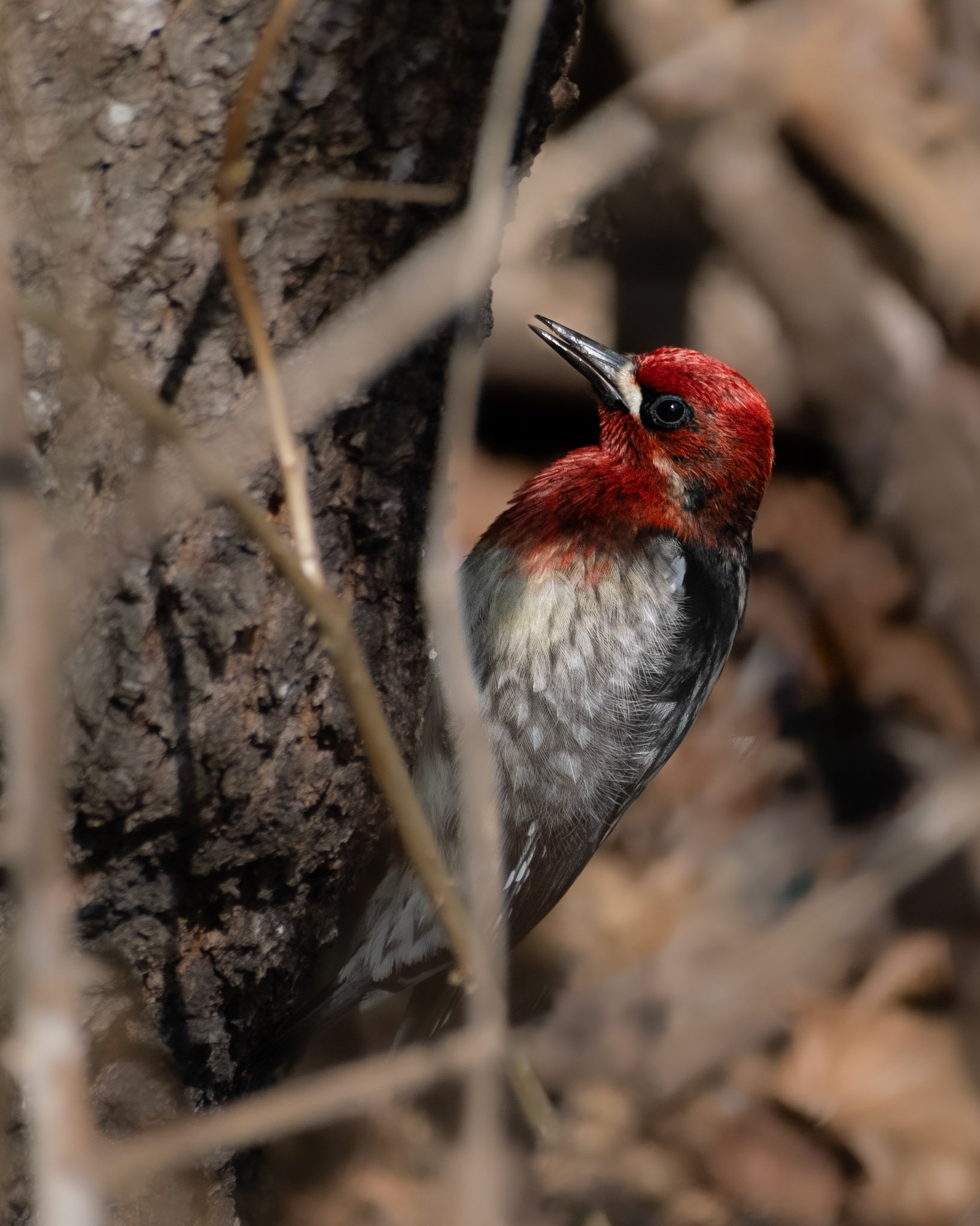 Red-breasted Sapsucker