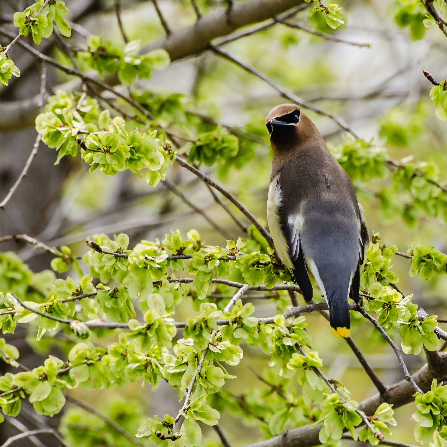 You Lookin at me? - Cedar Waxwing