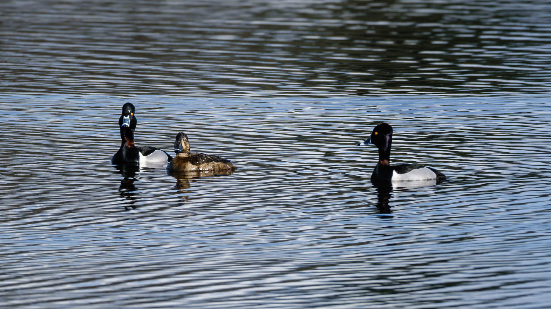 Ring Necked Duck