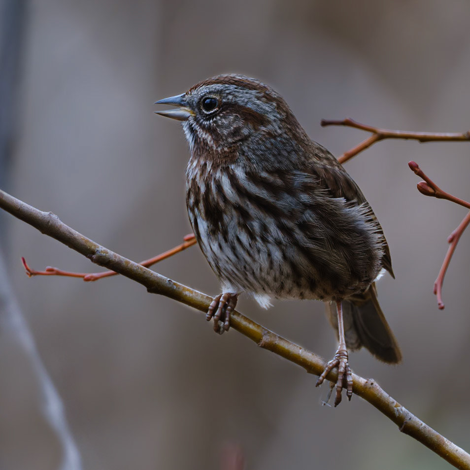Song Sparrow