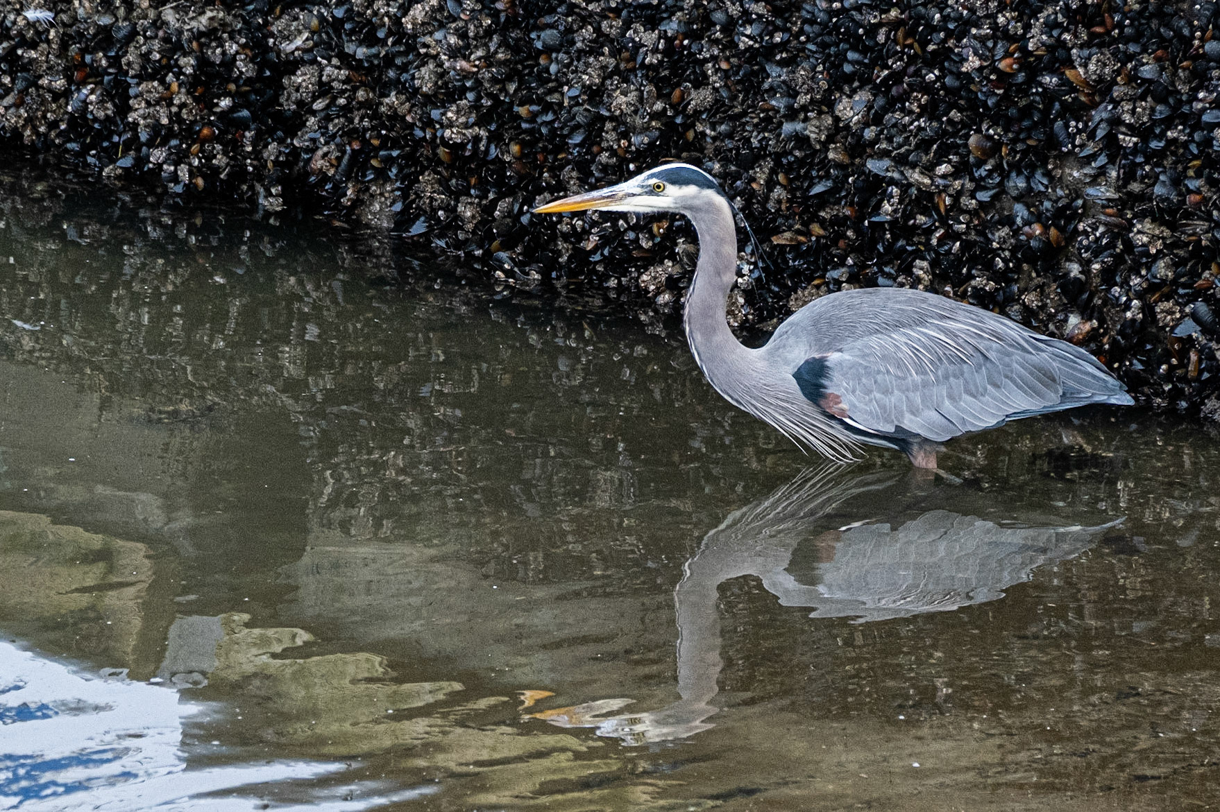 Great Blue Heron