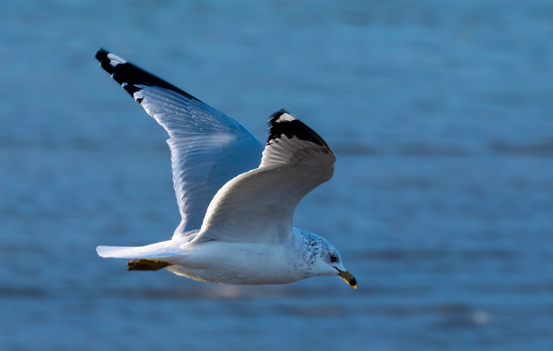 Ring Billed Gull