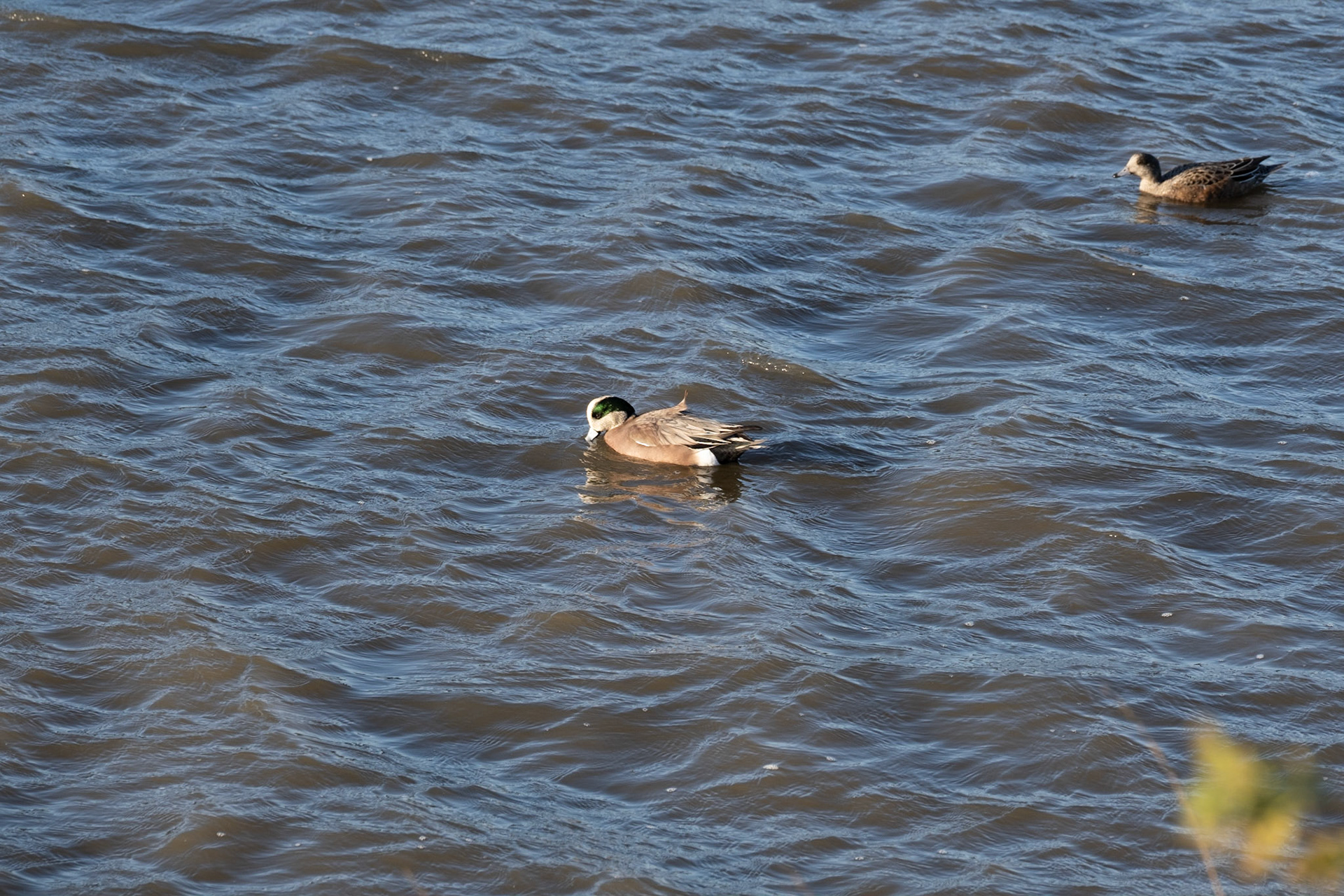 American Wigeon