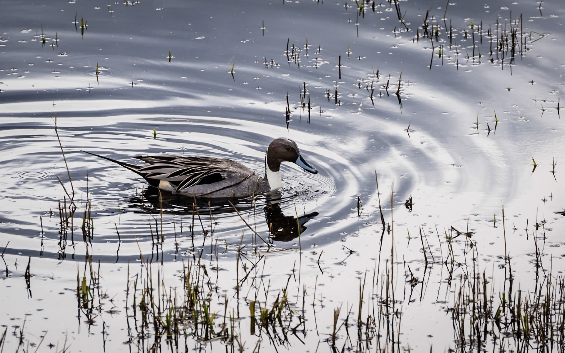 Northern Pintail