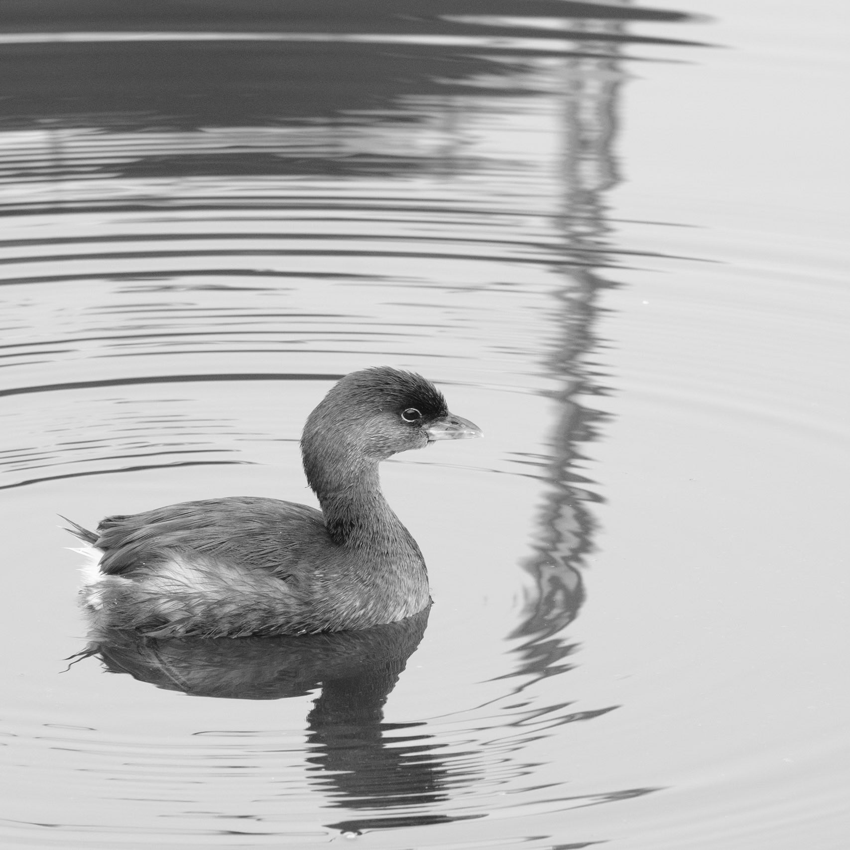 Pied-billed Grebe
