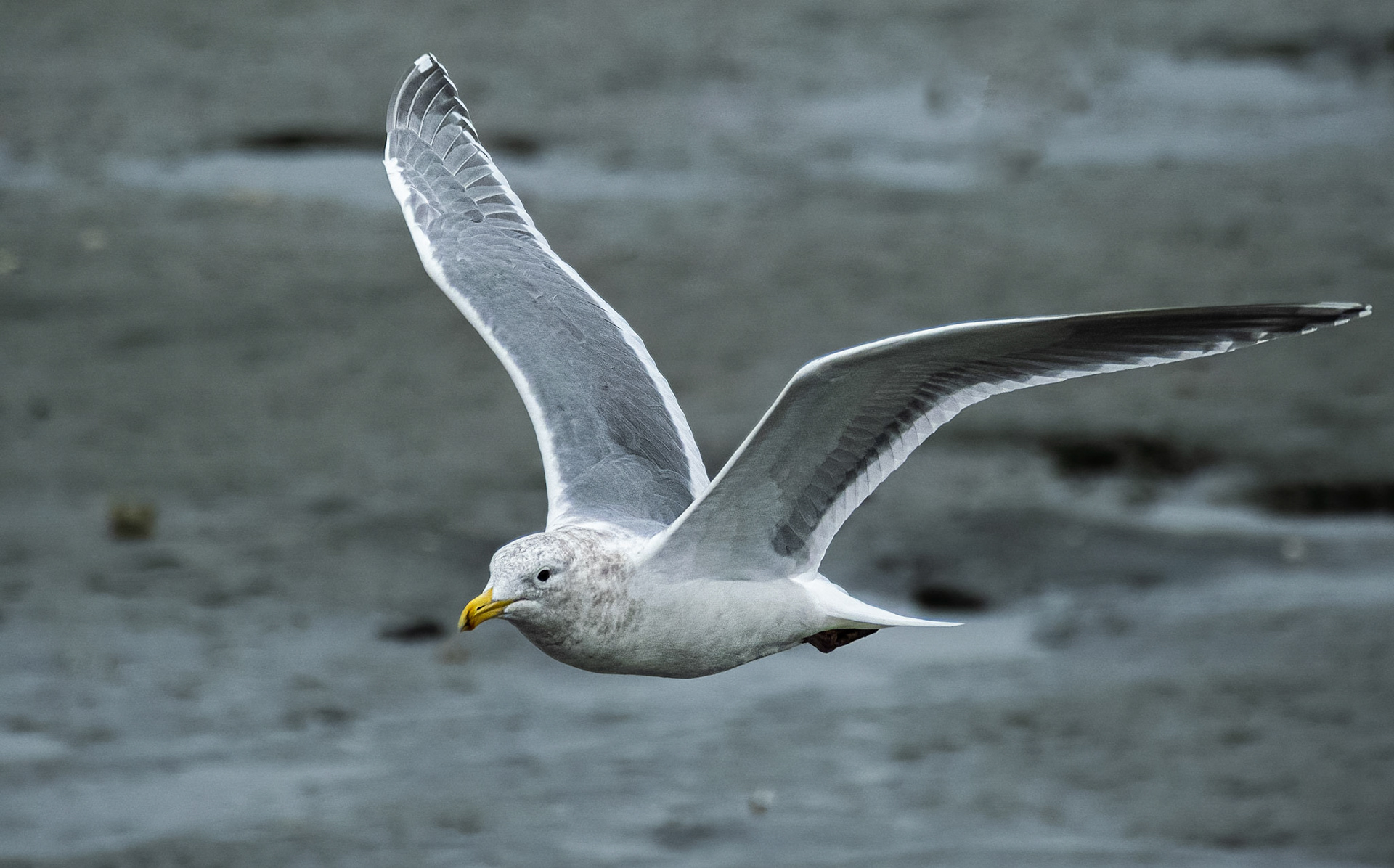 Herring Gull