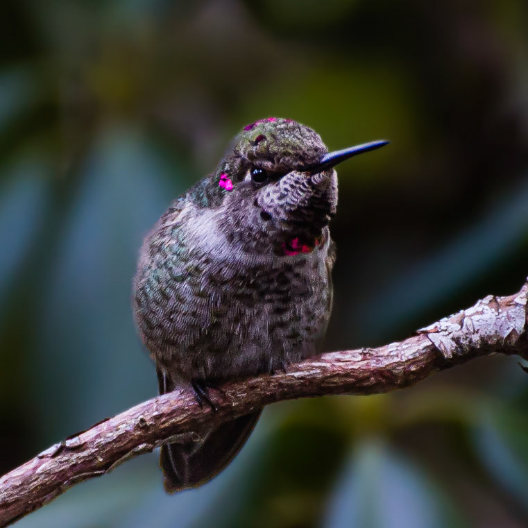 Anna's Hummingbird