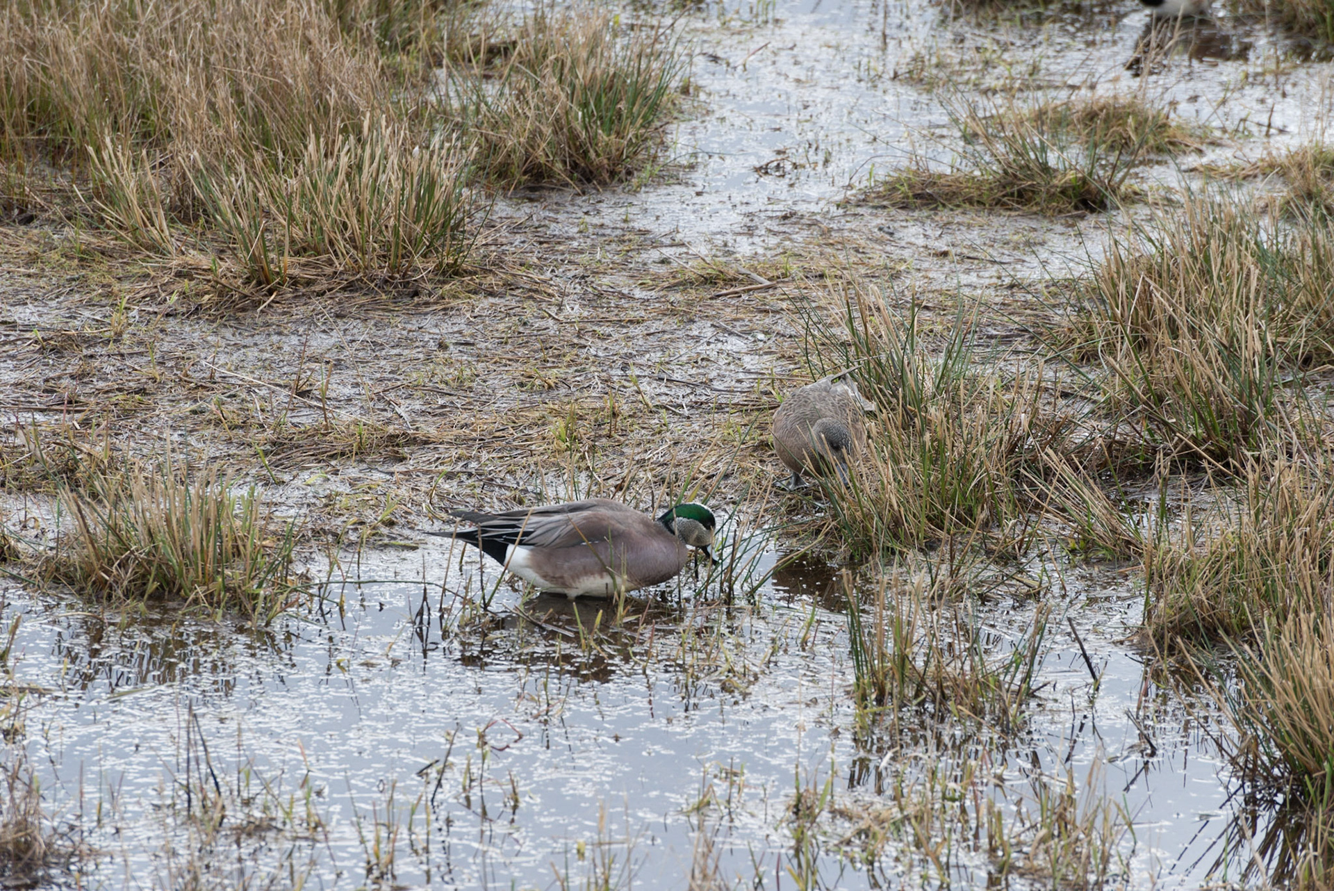 American Wigeon