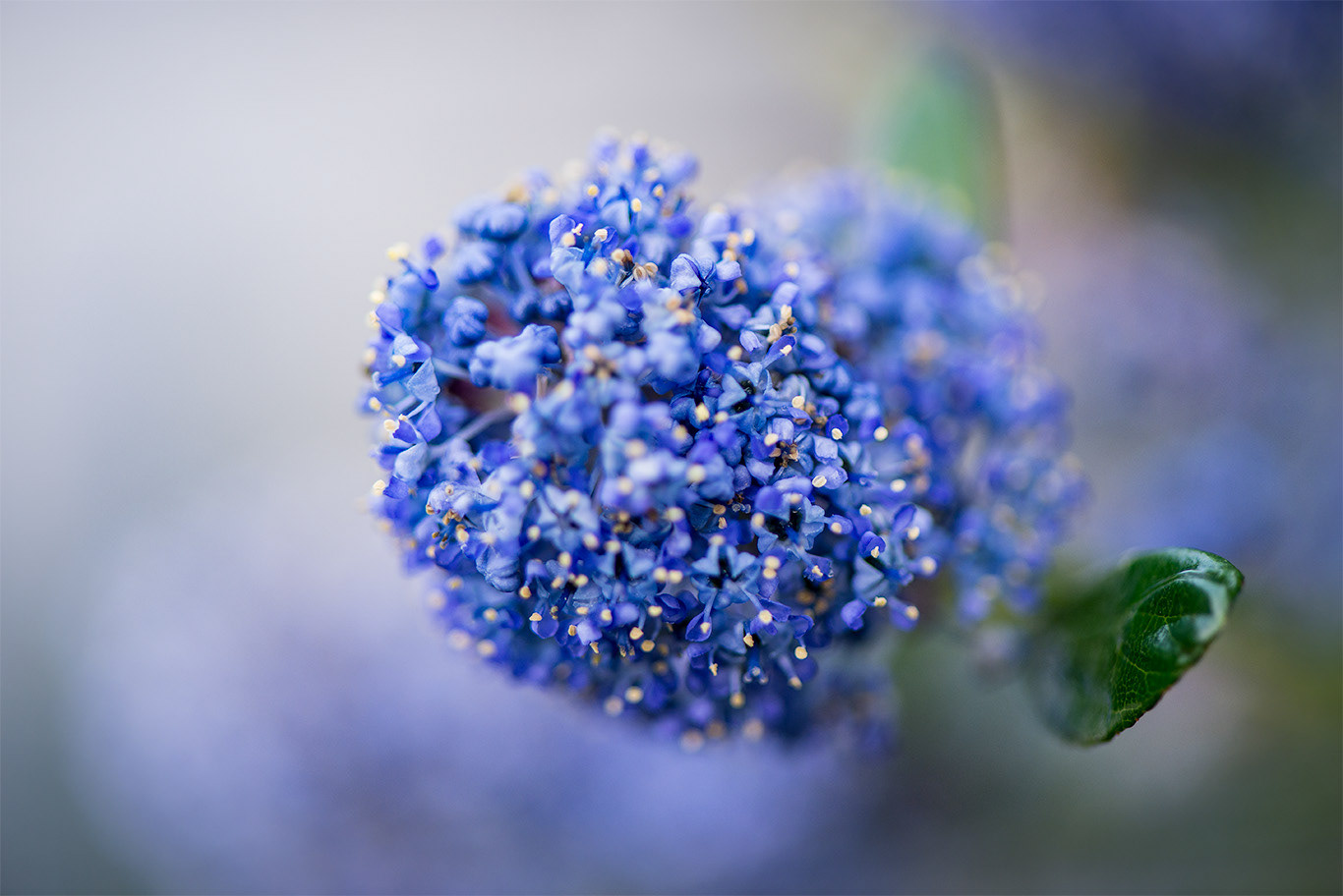 Sea Cliff Gardens Port Angeles
