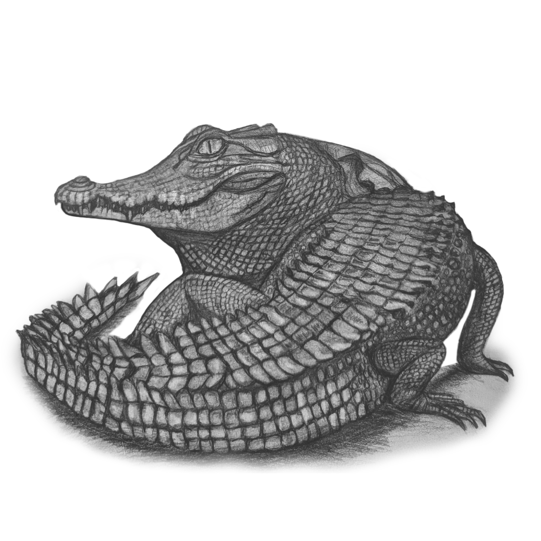 Crocodile