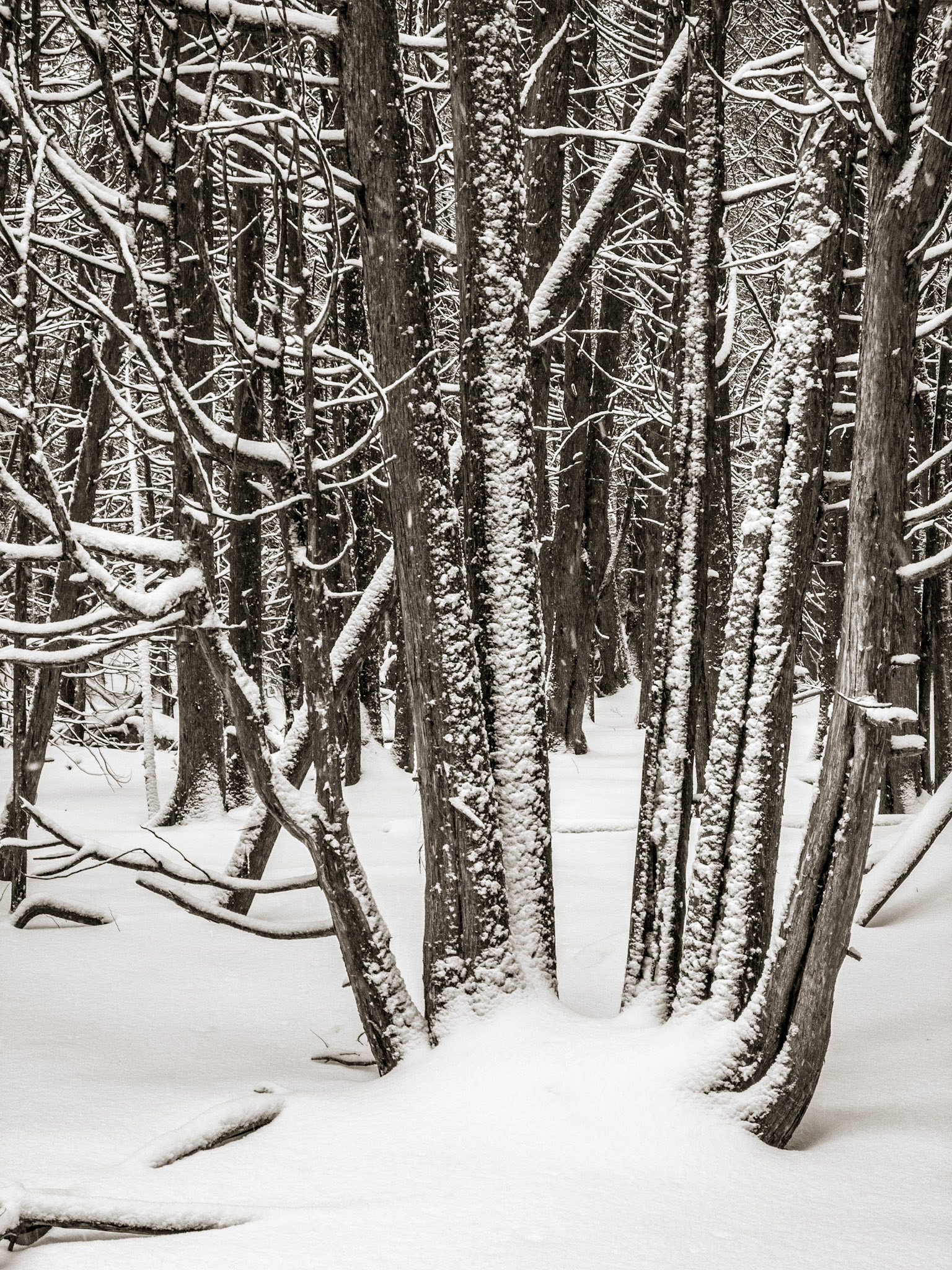 Cedars, Winter, Speed River Trail, Guelph