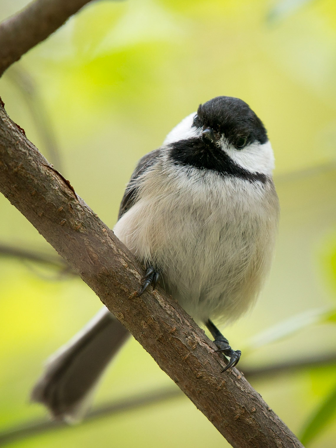 Close-up of a Black-capped Chickadee (Poecile atricapillus) clinging to a branch, looking at the camera