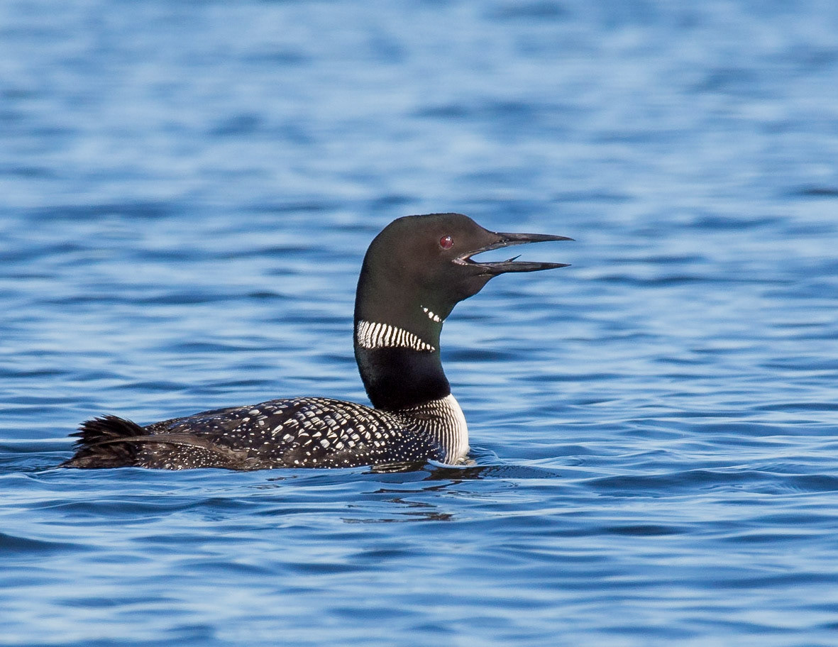 Common Loon calling